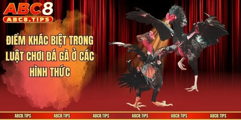 Điểm khác biệt trong luật chơi đá gà ở các hình thức